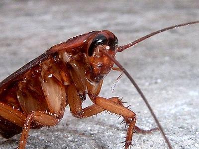 Las cucarachas dom sticas son insectos de vida nocturna