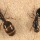 Hormigas Coloradas o de Fuego Solenopsis Invicta